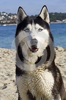 Blue eyed Siberian Husky