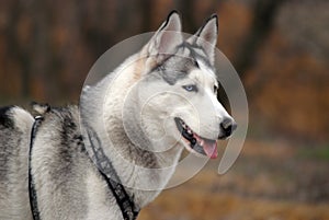 Blue - eyed siberian husky