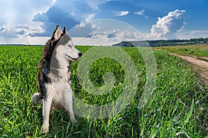 Blue-eyed Siberian husky black and white color sitting on bright green field. Portrait Husky dog looking to the side. Copy space.