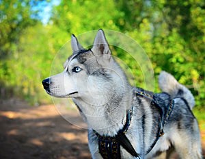 Blue-eyed Siberian Husky on a leash looking intensely into the distance