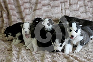 Blue-eyed Siberian Husky puppies plays on coat