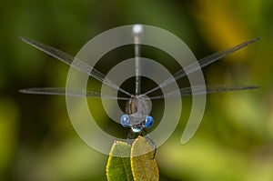 Blue-eyed Spotted Spreadwing