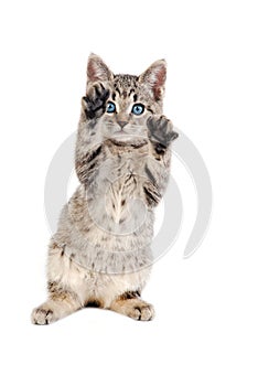 Blue Eyed Tabby Kitten with Paws Up