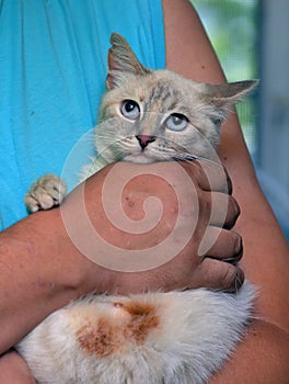 Blue-eyed thai cat in her arms