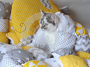 Blue-eyed white cat under blanket textile