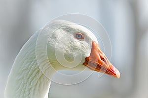 Blue eyed white goose close up portrait, soft blue background, copy space. The snow goose