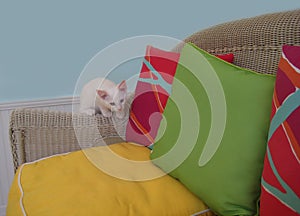 Blue Eyed White Kitten and Brightly Colored Pillows
