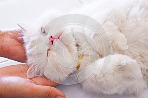 Blue-eyed white persian cat sleeping one eye on male hand on natural background