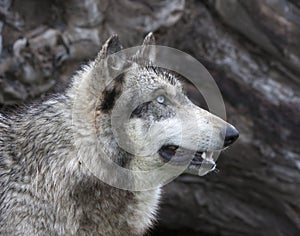 Blue-eyed Wolf Head shot