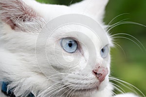 Blue eyes cat