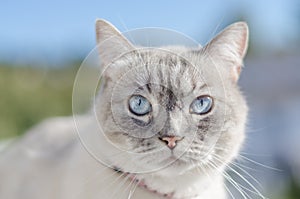 Blue eyes cat frontal portrait