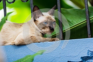 Blue eyes cat lay down above wall