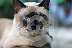 Blue eyes cat
