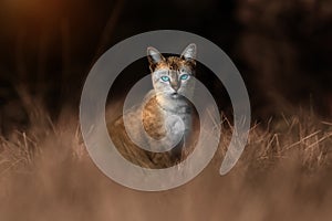 Blue eyes cat in Sepia concept.