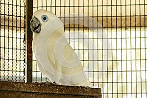 Blue Eyes Cockatoo