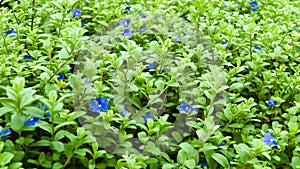 blue eyes flower bed