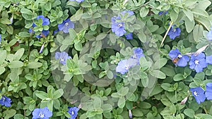 blue eyes flower bed - Nemophila