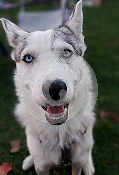 Blue eyes husky