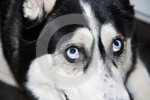 Blue eyes husky close-up. Black and white male Siberian husky.