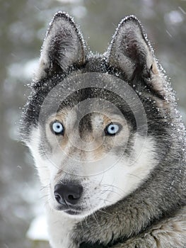 Blue eyes husky dog