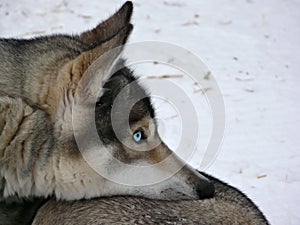 Blue eyes husky dog