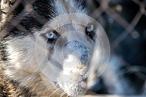 Blue eyes husky