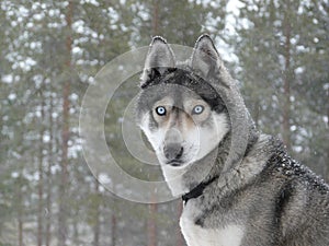 Blue eyes husky dog