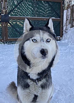 Blue eyes husky dog