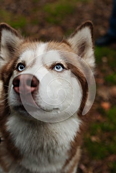 Blue eyes of a husky. Husky look up. Husky dog in detail. A dog walks in the woods