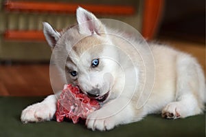 Blue eyes husky puppy eating fresh meat bone indoors closeup