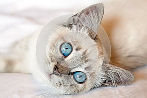 Blue Eyes Kitten