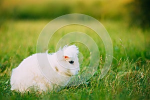 Blue Eyes Lop-Eared Dwarf Snow-White Mixed Breed Rabbit Bunny Sitting