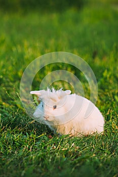 Blue Eyes Lop-Eared Dwarf Snow-White Mixed Breed Rabbit Bunny Sitting In Green Grass, Copyspace