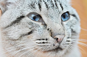Blue Eyes or Ojos Azules cat are remarkable for their deep blue eyes photo