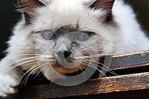 Blue eyes Ragdoll Cat on Wood