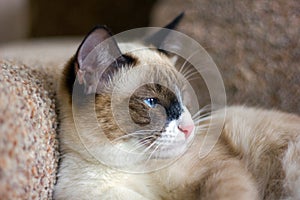 Blue eyes Siamese cat