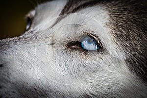Blue eyes Siberian Husky