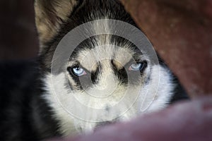 Blue eyes of Siberian Husky dog, wolf eyes looking angry or expectant out of the dark background. Mad and beautiful Siberian Husky