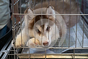 Blue eyes siberian husky puppy couching in the cage.