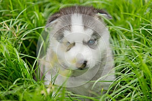 Blue eyes siberian husky puppy sitting and looking