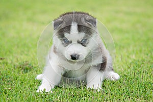 Blue eyes siberian husky puppy sitting and looking