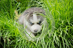 Blue eyes siberian husky puppy sitting and looking