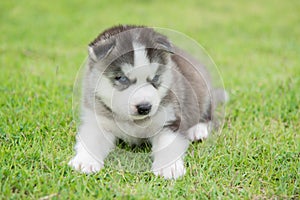 Blue eyes siberian husky puppy sitting and looking