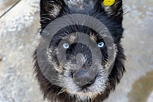 Blue eyes of a stray homeless wolf