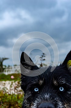 Blue eyes of a stray homeless wolf