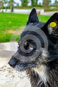 Blue eyes of a stray homeless wolf