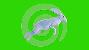 Blue eyes white rabbit running, Easter egg hunting, loop, Green Screen Chromakey