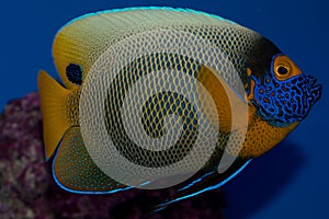 Blue face Angelfish