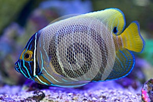 Blue faced angelfish, Pomacanthus xanthometopon