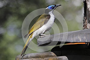 Blue-faced Honeyeater